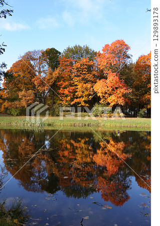 October autumn park in Russia, trees with yellow leaves and reflection in the lake, Alexander Park, Leningrad Region. Beautiful autumn landscape in the park, seasons, travel through beautiful forests October autumn park in Russia, trees with yellow leaves and reflection in the lake, Alexander Park, Leningrad Region. Beautiful autumn landscape in the park, seasons, travel through beautiful forests 129893178