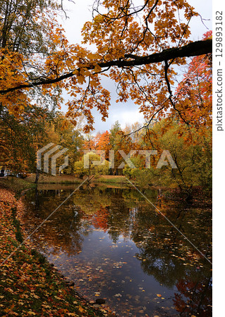 October autumn park in Russia, trees with yellow leaves and reflection in the lake, Alexander Park, Leningrad Region. Beautiful autumn landscape in the park, seasons, travel through beautiful forests 129893182