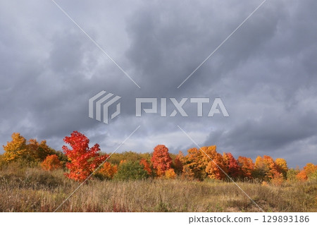 Autumn park in September on a rainy day, path with red leaves. Beautiful bright landscape in the park, seasons, golden autumn season, background Autumn park in September on a rainy day, path with red leaves. Beautiful bright landscape in the park, seasons, golden autumn season, background 129893186