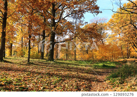 Sunny autumn in Russia. A path with falling maple leaves in the forest on a September day 129893276
