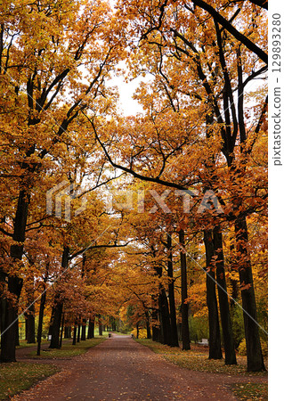 October Autumn Park in Russia, oak alley with yellow leaves, Catherine Park, Leningrad Region. Beautiful landscape in the park, seasons, Journey through the seasonal forests October Autumn Park in Russia, oak alley with yellow leaves, Catherine Park, Leningrad Region. Beautiful landscape in the park, seasons, Journey through the seasonal forests 129893280