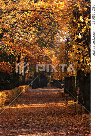 Autumn park in September, path with red leaves. Beautiful autumn landscape in the park, seasons. Autumn park in September, path with red leaves. Beautiful autumn landscape in the park, seasons. 129893286