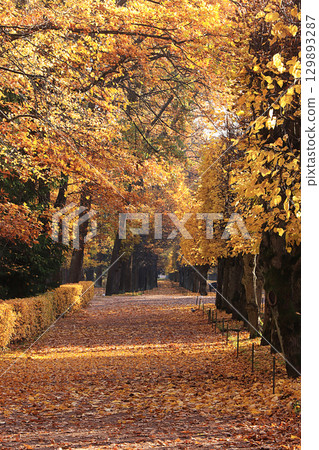 Autumn park in September on a bright warm day, a path with red leaves. Beautiful bright landscape in the park, seasons, golden autumn season Autumn park in September on a bright warm day, a path with red leaves. Beautiful bright landscape in the park, seasons, golden autumn season 129893287