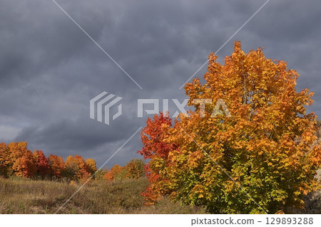Autumn park in September on a rainy day, path with red maple leaves and dark clouds, background. Beautiful bright natural landscape in the park, seasons, golden autumn season, invitation for a walk, 129893288