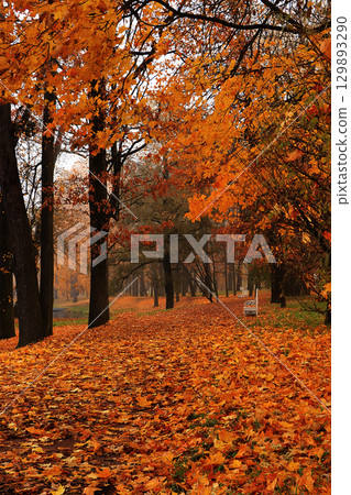 Autumn park in September on a rainy day, path with red maple leaves and dark clouds, background. Beautiful bright natural landscape in the park, seasons, golden autumn season, invitation for a walk, 129893290