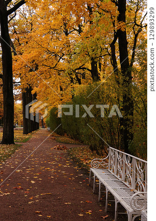 October Autumn Park in Russia, oak alley with yellow leaves, Catherine Park, Leningrad Region. Beautiful landscape in the park, seasons, Journey through the seasonal forests 129893299