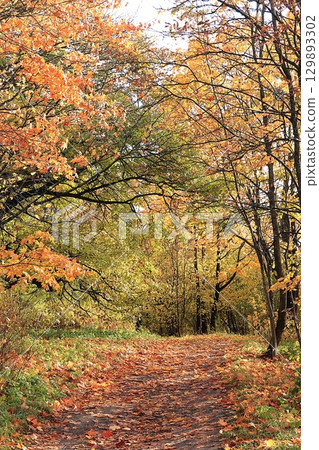 Sunny autumn in Russia. Path with falling maple leaves in the forest on a september day, background, golden autumn concept, beautiful natural landscape, invitation to walk, vertical orientation, 129893302