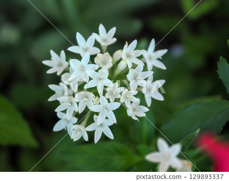 有白色五星級花的風景 129893337