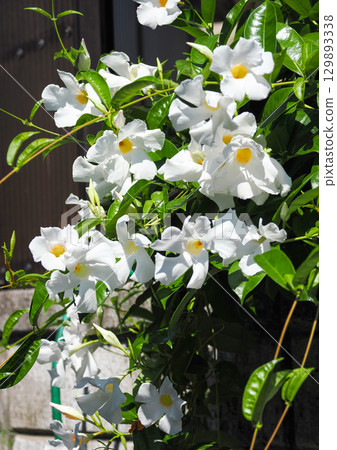 Landscape with Mandevilla (Sun Parasol) Landscape with Mandevilla (Sun Parasol) 129893338