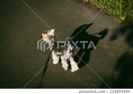 A Yorkshire Terrier enjoys a sunny walk, casting a long, playful shadow on the pavement. A small Yorkie doggy lapdog on a leash, enjoying walking on a sunny day. The dog's shadow is contrasty visible. A Yorkshire Terrier enjoys a sunny walk, casting a long, playful shadow on the pavement. A small Yorkie doggy lapdog on a leash, enjoying walking on a sunny day. The dog's shadow is contrasty visible. 129893494
