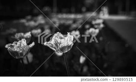 Black and White Tulips in Park Garden 129893515