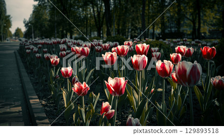 Red and White Tulips Blooming in Park Alley 129893518