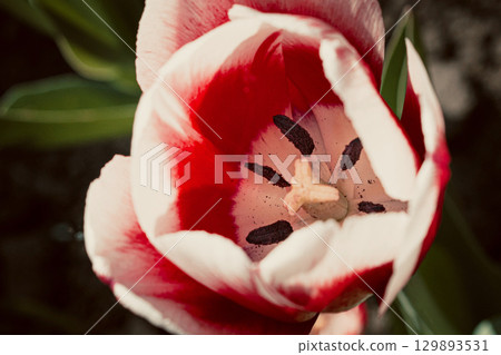 Close-Up of Red and White Tulip Bloom 129893531