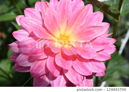 Dahlia flower Dahlia flower 129893709