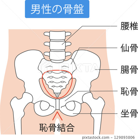Male pelvis Male pelvis 129893806