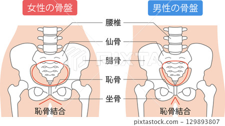 male and female pelvis 129893807