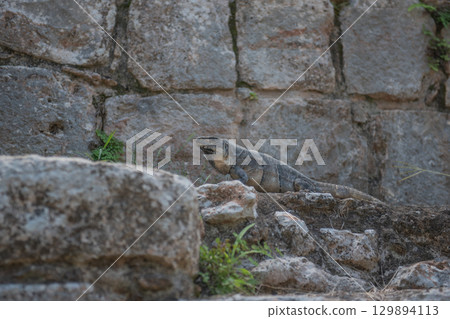 The Glory of Ancient Maya Civilization – Uxmal Ruins The Glory of Ancient Maya Civilization – Uxmal Ruins 129894113