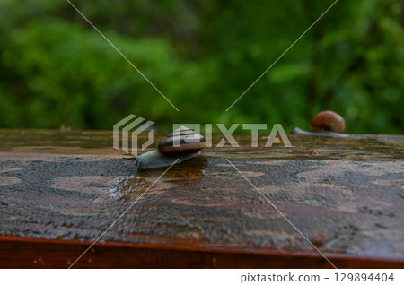 雨後站立的五月蝸牛 129894404