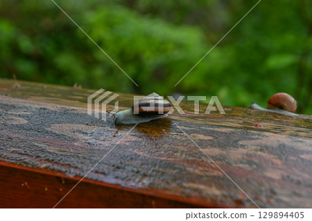 雨後站立的五月蝸牛 雨後站立的五月蝸牛 129894405