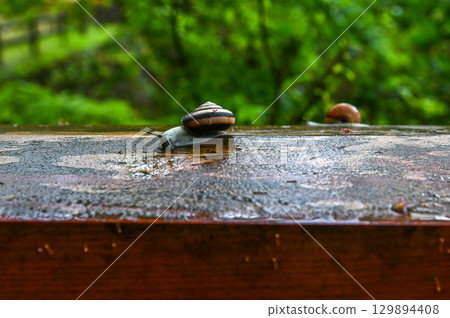 A May snail standing after the rain A May snail standing after the rain 129894408