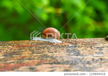 A May snail standing after the rain 129894410