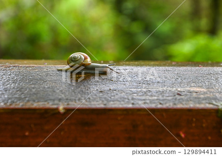 A May snail standing after the rain 129894411