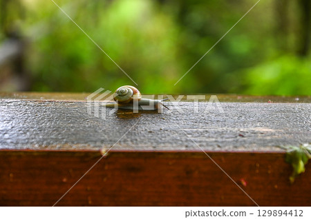 雨後站立的五月蝸牛 雨後站立的五月蝸牛 129894412