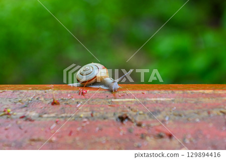 雨後站立的五月蝸牛 雨後站立的五月蝸牛 129894416