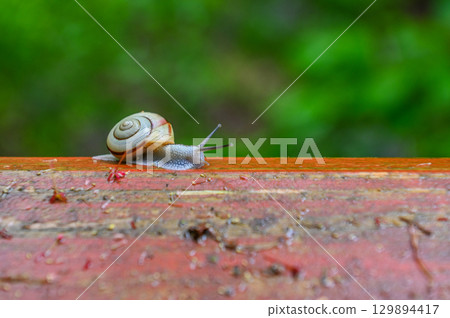 A May snail standing after the rain 129894417