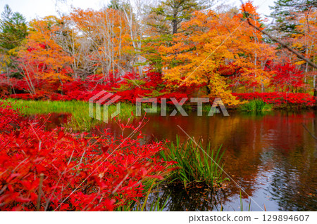 [Autumn leaves] Autumn leaves at Kumoba Pond under the soft light of a cloudy day [Nagano Prefecture] 129894607
