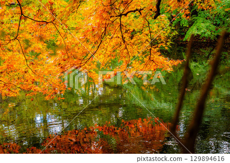 [紅葉] 陰天柔和光線下的雲場池紅葉 [長野縣] 129894616