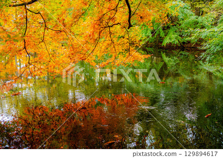 [Autumn leaves] Autumn leaves at Kumoba Pond under the soft light of a cloudy day [Nagano Prefecture] 129894617