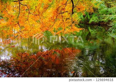 [Autumn leaves] Autumn leaves at Kumoba Pond under the soft light of a cloudy day [Nagano Prefecture] 129894618
