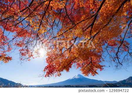 [Mt. Fuji material] Snow-capped Mt. Fuji and autumn leaves seen from Lake Kawaguchi in autumn [Yamanashi Prefecture] 129894722