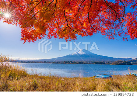 [Mt. Fuji material] Snow-capped Mt. Fuji and autumn leaves seen from Lake Kawaguchi in autumn [Yamanashi Prefecture] 129894728
