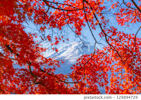 [Mt. Fuji material] Snow-capped Mt. Fuji and autumn leaves seen from Lake Kawaguchi in autumn [Yamanashi Prefecture] 129894729