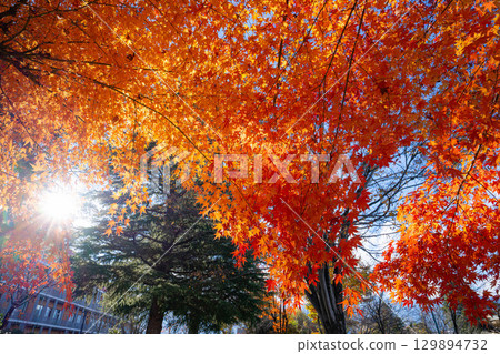 [Mt. Fuji material] Snow-capped Mt. Fuji and autumn leaves seen from Lake Kawaguchi in autumn [Yamanashi Prefecture] 129894732