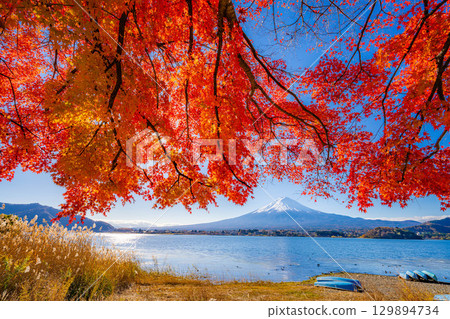 [富士山素材]秋天從河口湖看到的白雪皚皚的富士山和紅葉[山梨縣] 129894734