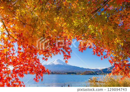 [富士山素材]秋天從河口湖看到的白雪皚皚的富士山和紅葉[山梨縣] 129894743