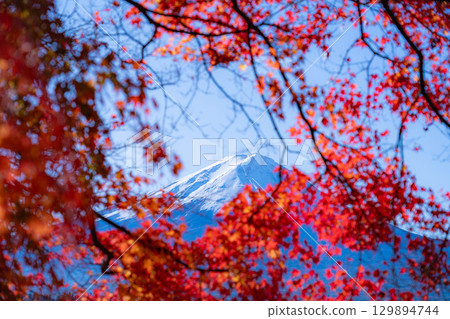 [富士山素材]秋天從河口湖看到的白雪皚皚的富士山和紅葉[山梨縣] 129894744