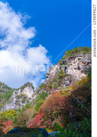 [Autumn leaves] Autumn leaves of Kakuenbo, the symbol of Shosenkyo [Yamanashi Prefecture] 129894827