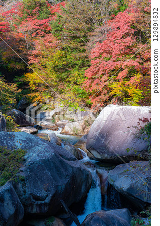 [Autumn leaves] Autumn leaves of Kakuenbo, the symbol of Shosenkyo [Yamanashi Prefecture] 129894832