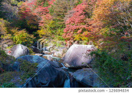 [Autumn leaves] Autumn leaves of Kakuenbo, the symbol of Shosenkyo [Yamanashi Prefecture] 129894834