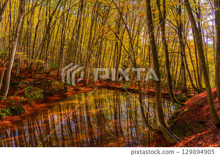 [Forestry Materials] Autumn Beauty Forest - Autumnal Beech Forest [Niigata Prefecture] 129894905