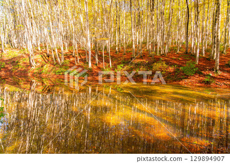 [Forestry Materials] Autumn Beauty Forest - Autumnal Beech Forest [Niigata Prefecture] 129894907