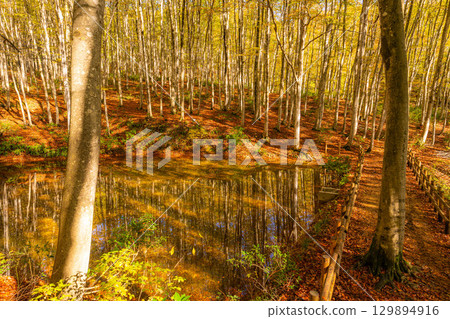 [Forestry Materials] Autumn Beauty Forest - Autumnal Beech Forest [Niigata Prefecture] 129894916