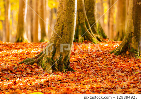 [Forestry Materials] Autumn Beauty Forest - Autumnal Beech Forest [Niigata Prefecture] 129894925
