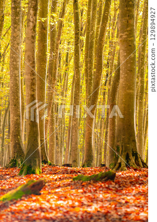 [Forestry Materials] Autumn Beauty Forest - Autumnal Beech Forest [Niigata Prefecture] 129894927