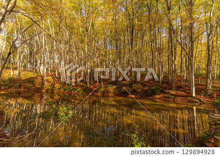 [Forestry Materials] Autumn Beauty Forest - Autumnal Beech Forest [Niigata Prefecture] 129894928