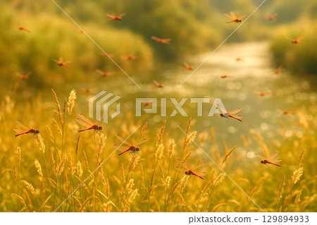 蜻蜓圖片素材：秋日天空與鄉村中飛翔的紅蜻蜓 129894933